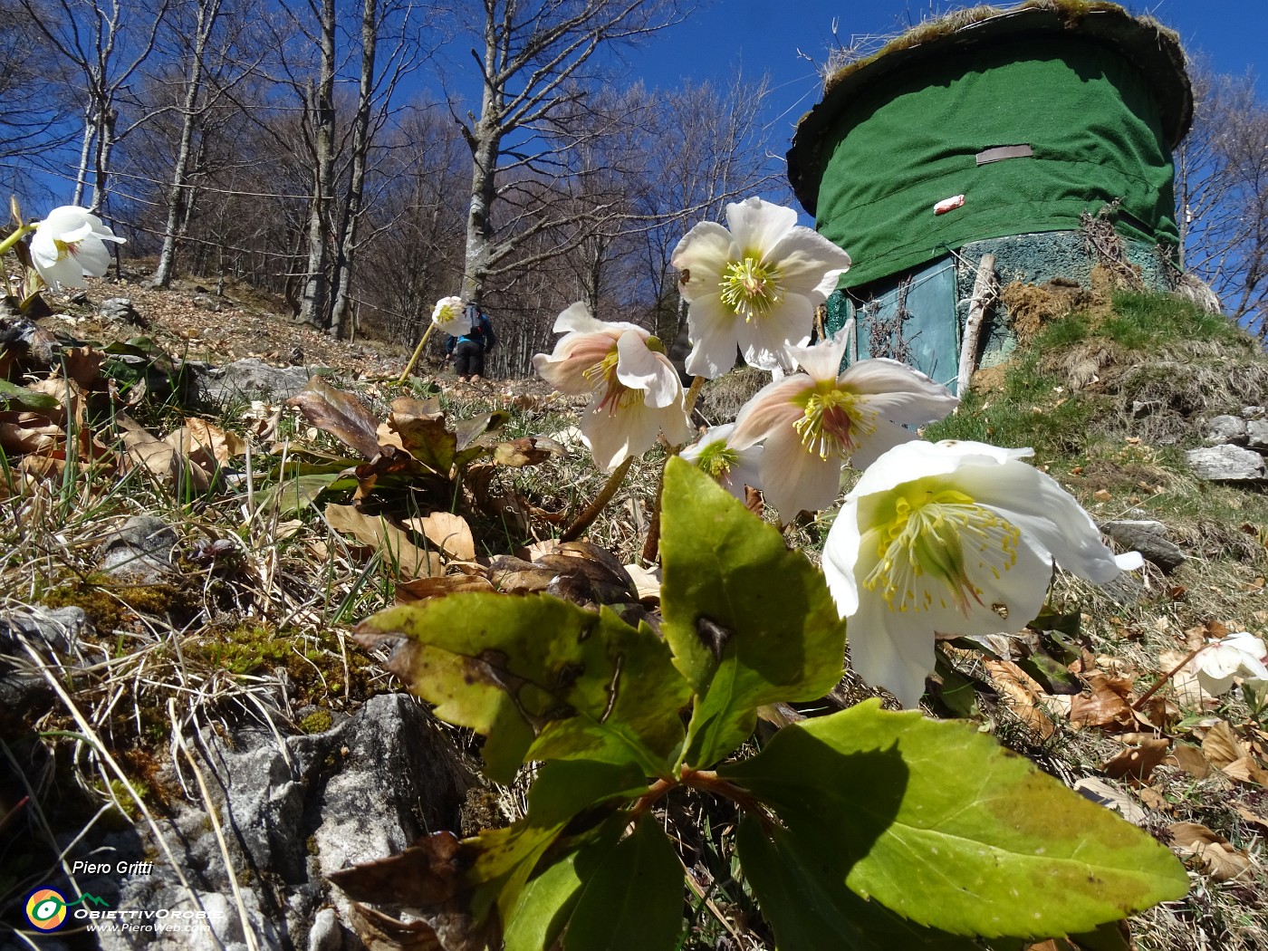 39 Helleborus niger (Ellebori) al capanno di caccia.JPG